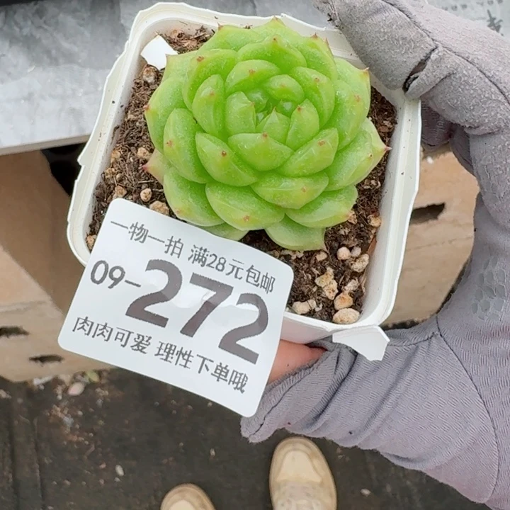 灯泡珍妮无盆土发货多