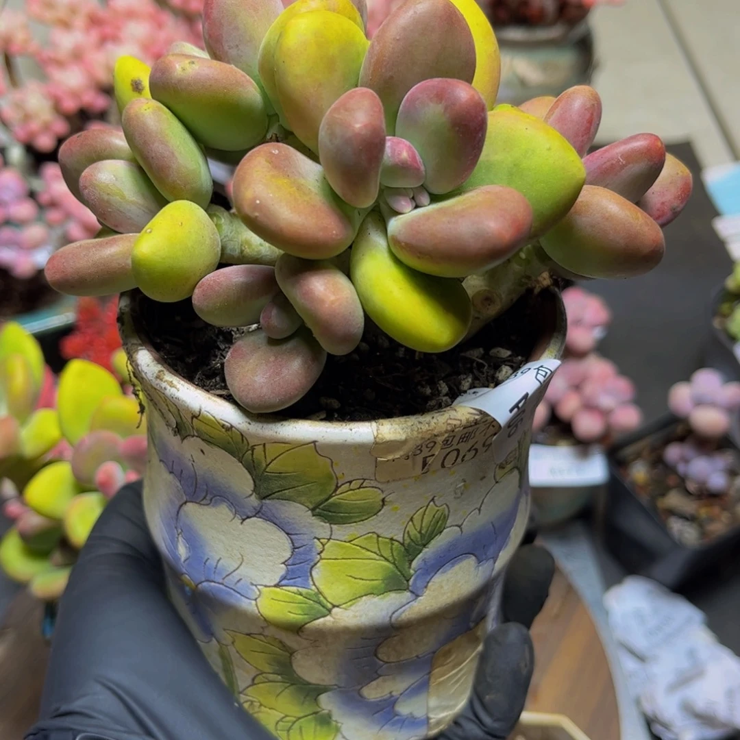 250芒果奶13厘米多肉