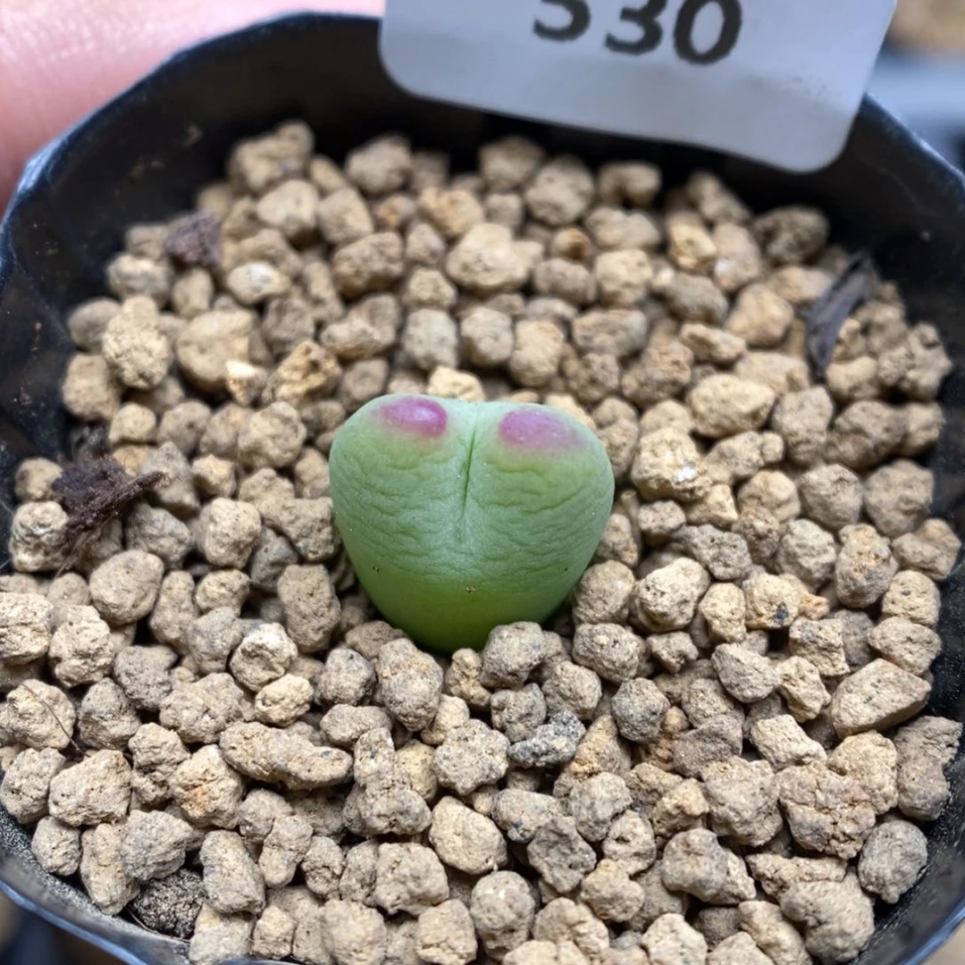 多肉植物肉锥杂交K-530