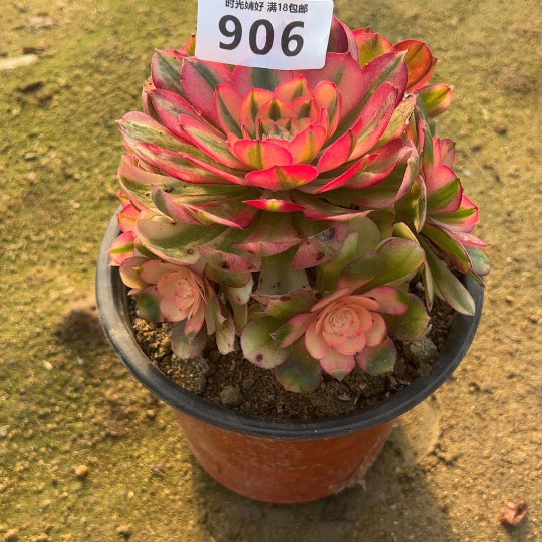 906荔枝多肉植物