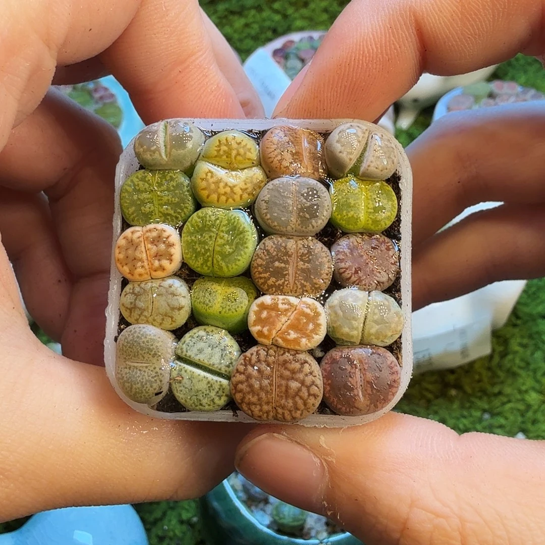 多肉葡萄的味道真的1562