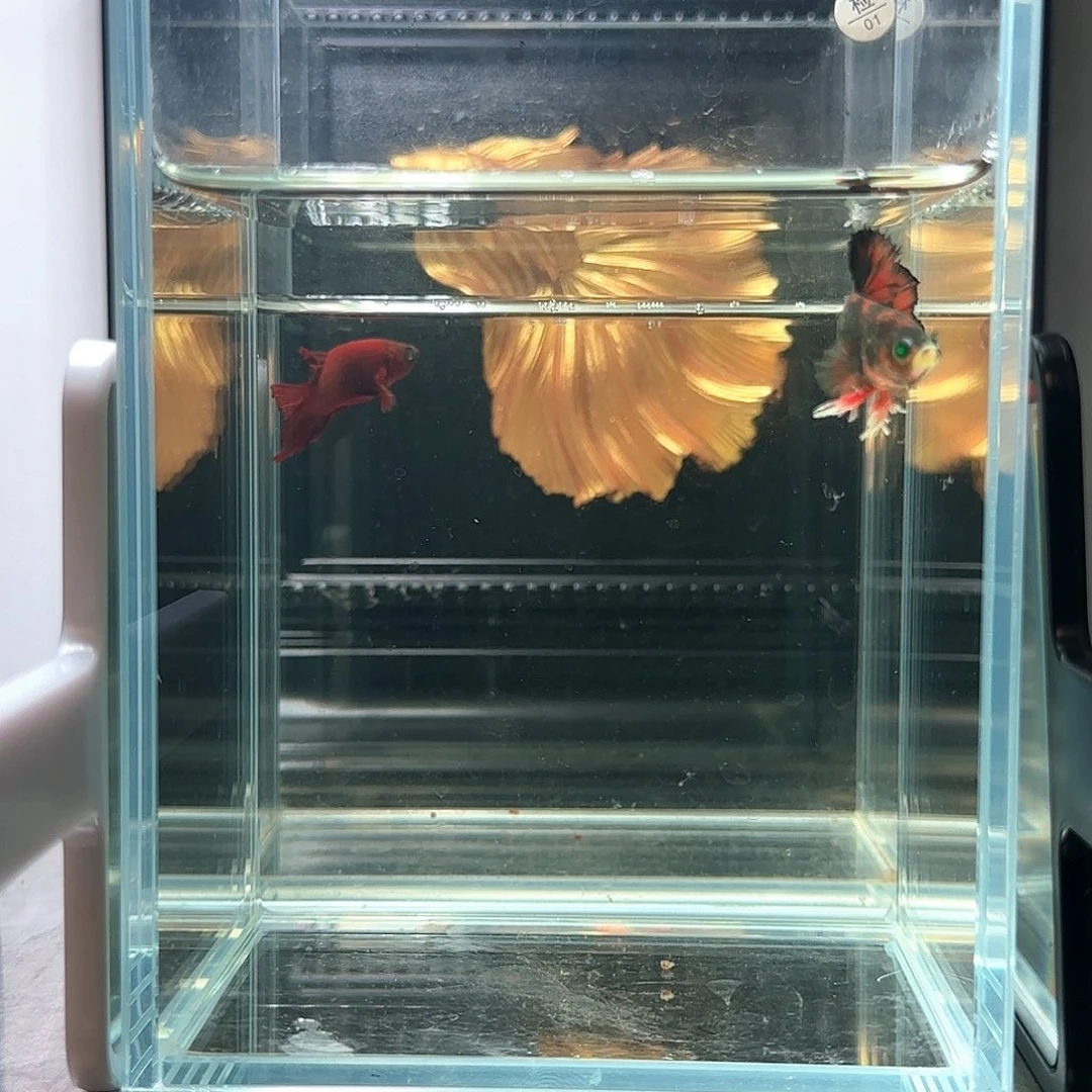 斗鱼活体观赏鱼好养耐活