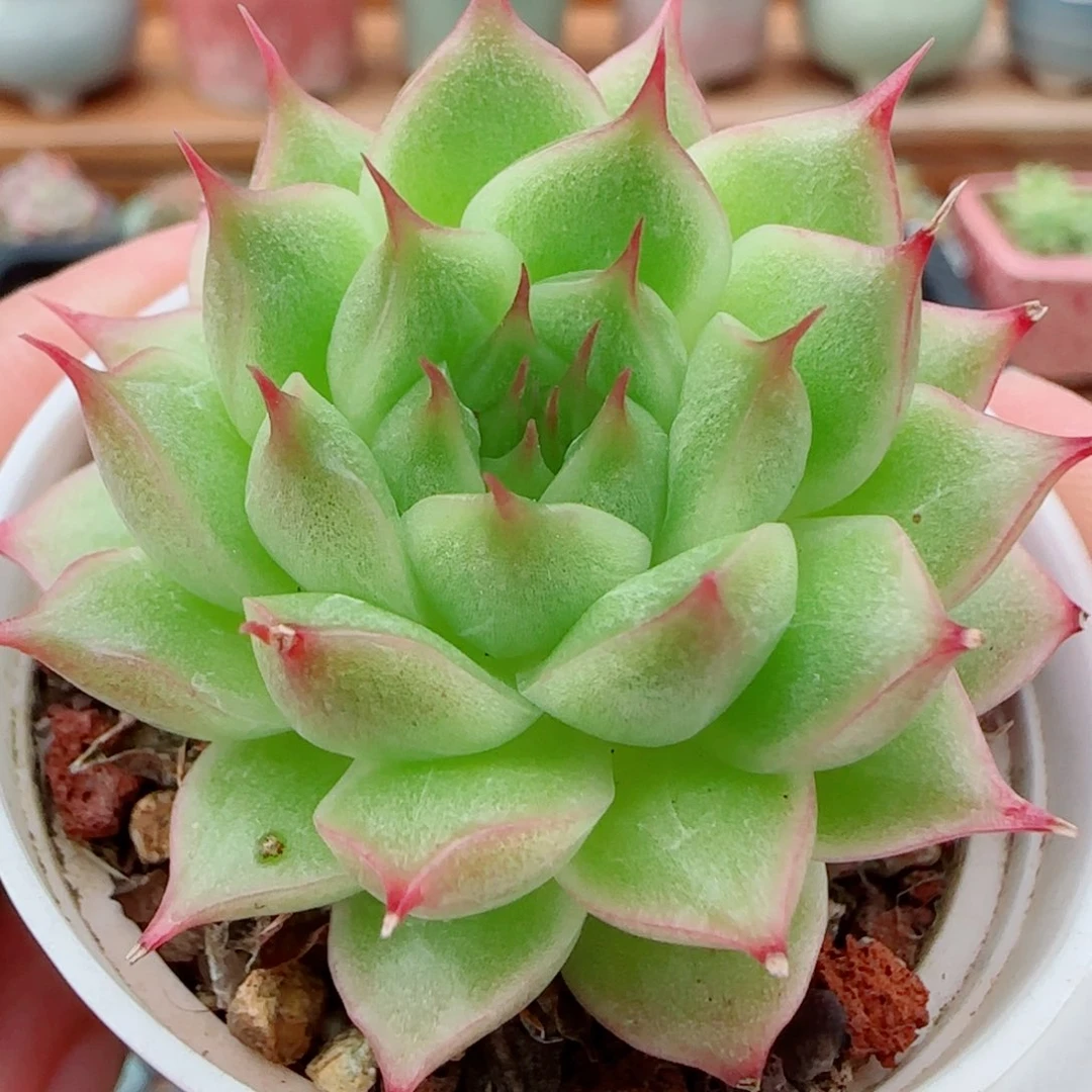 花语逸镜0924-174海王