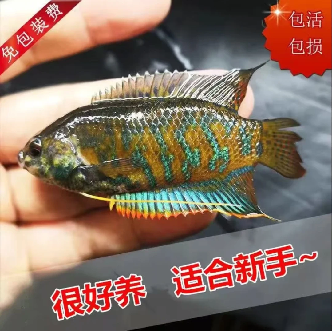 自来水养殖招财丽耐寒冷水鱼淡水鱼宠物活鱼小型观赏鱼好养耐活