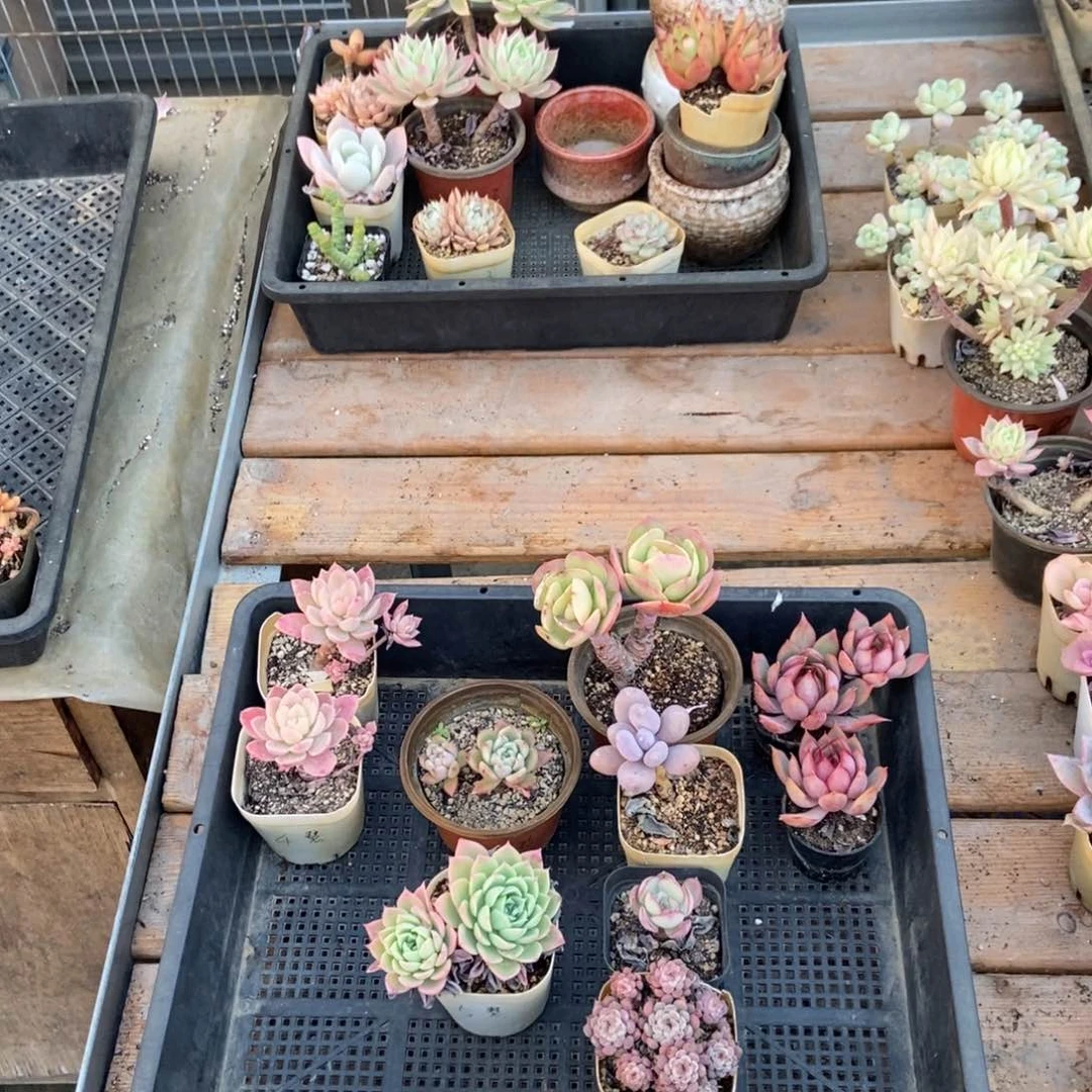 1068号花10个 慧子