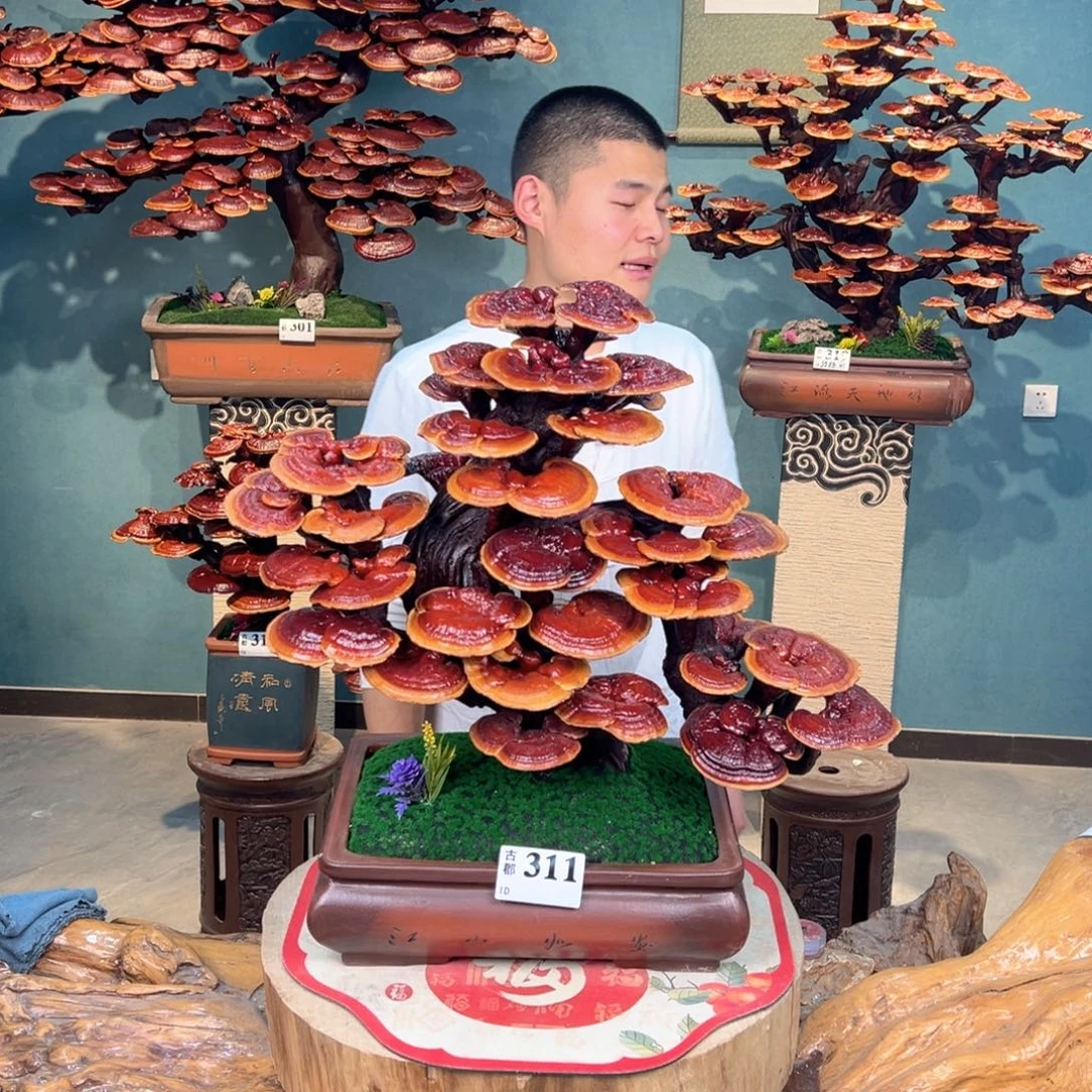 无花朵866896886866886