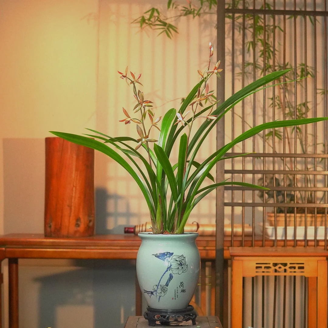 墨兰铭品小香【香美人】名贵兰花带花芽办公室内阳台盆栽精品兰花