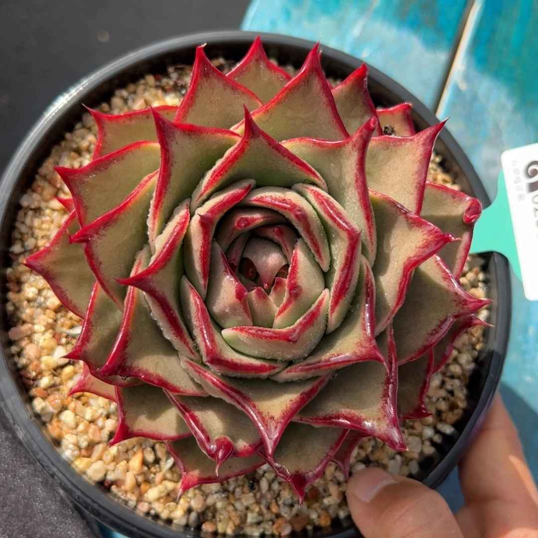 多肉一物一拍0205-94