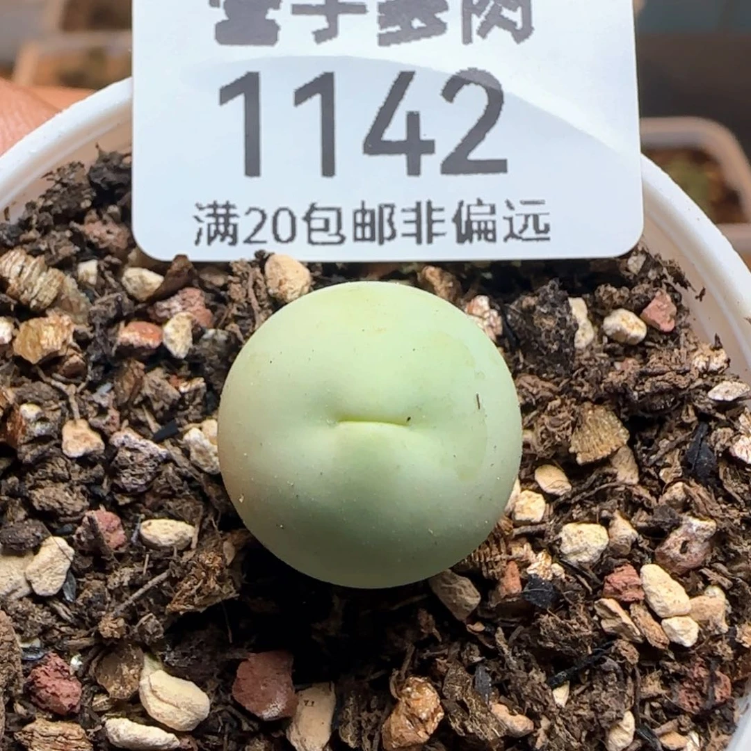 鸽子蛋带盆土。