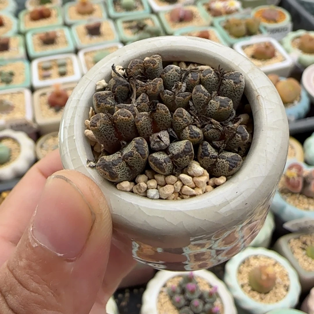 0024--一物一拍 带盆