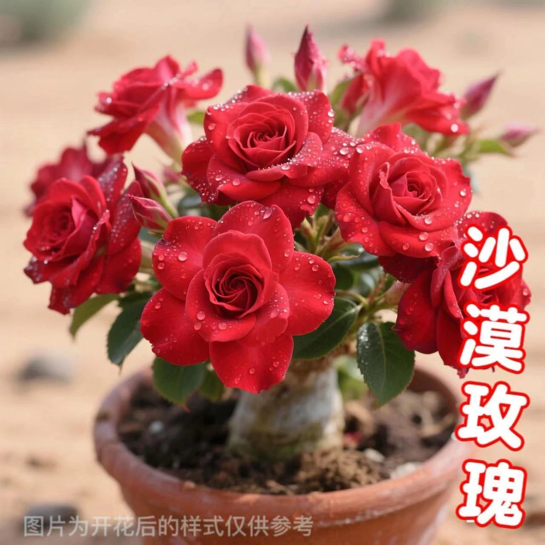 重瓣多色沙漠玫瑰四季开花大肚子花室内室外老桩盆栽多肉绿植花卉