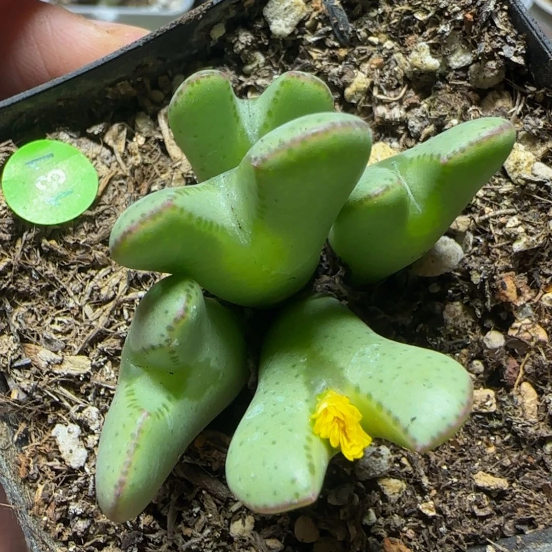 漂漂亮亮多肉植物131