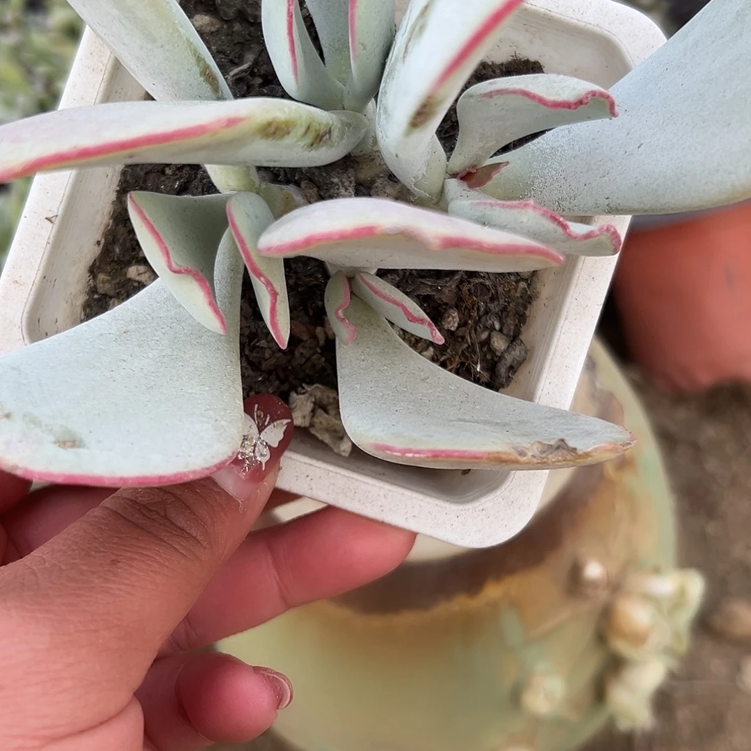 多肉植物白眉群生