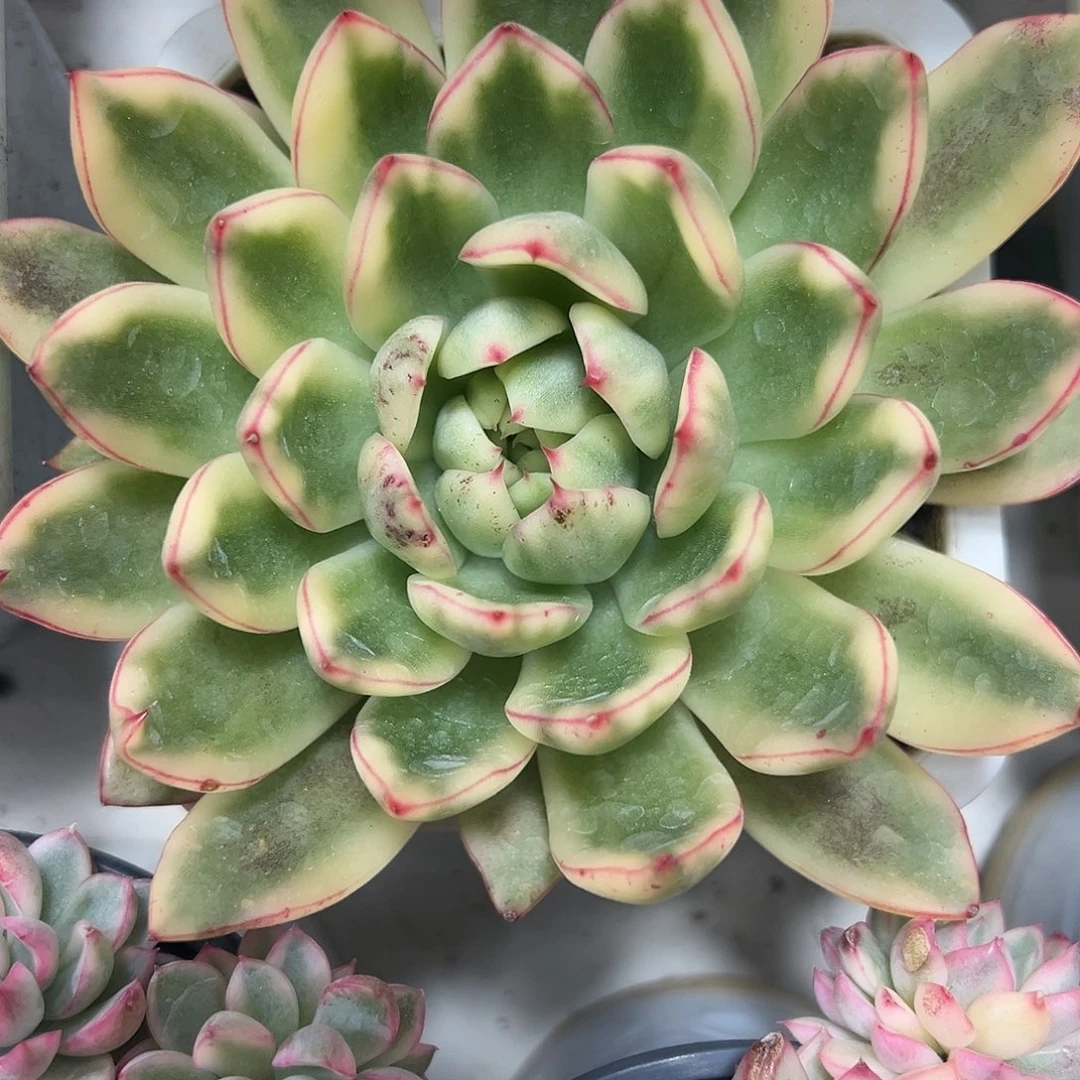 阿施娜锦多肉植物