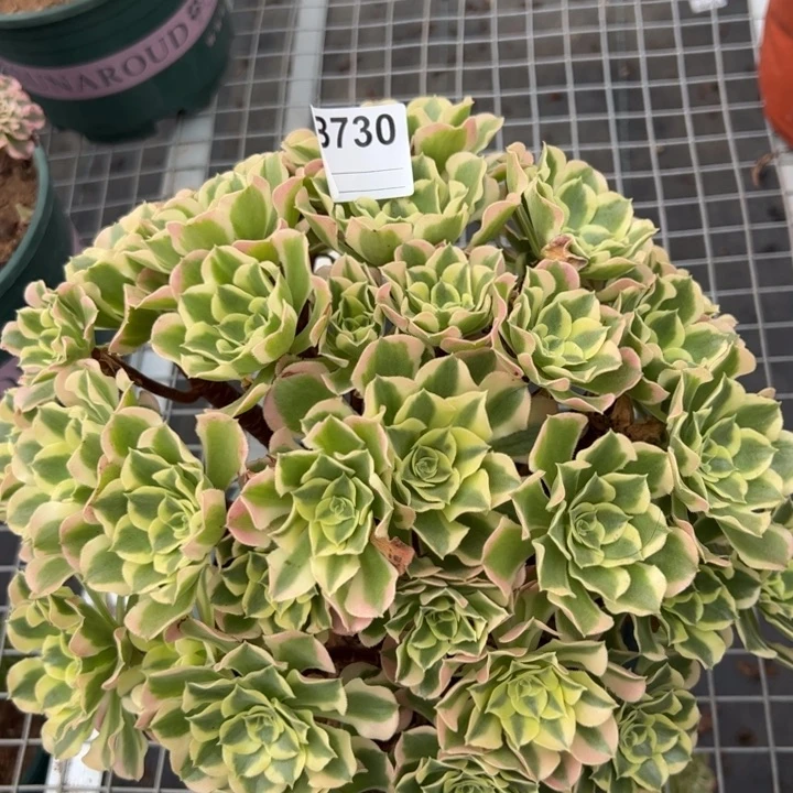 730白凤30厘米左右