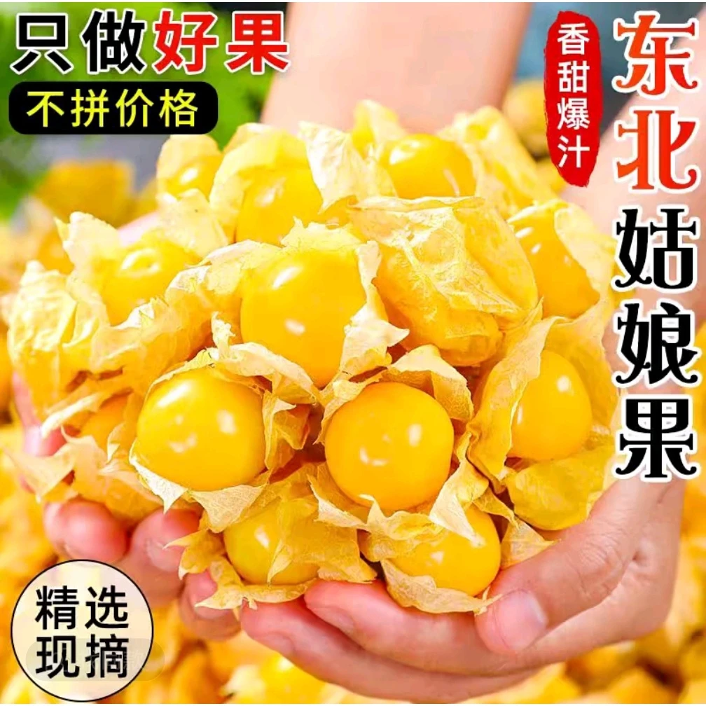【京东顺丰】菇娘之乡 东北特产 菇娘果 灯笼果（3斤/箱）（5斤/箱）