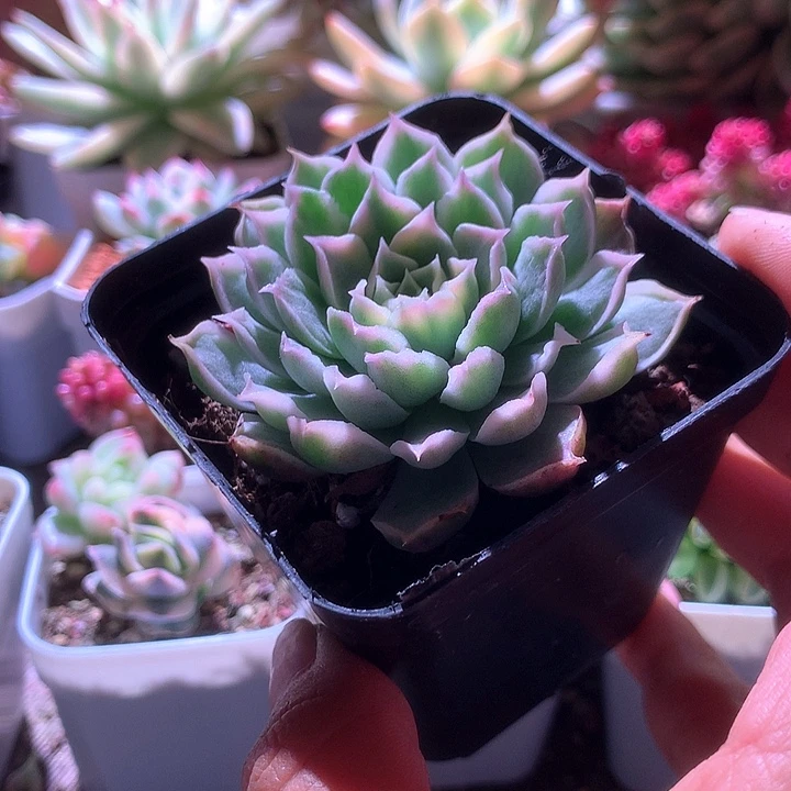 欧版海琳娜覆轮锦有根