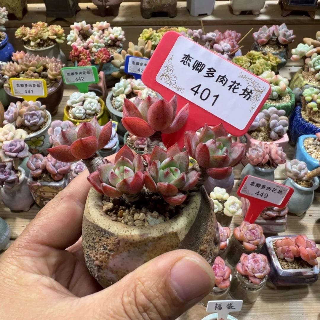401华美老桩无砍00000