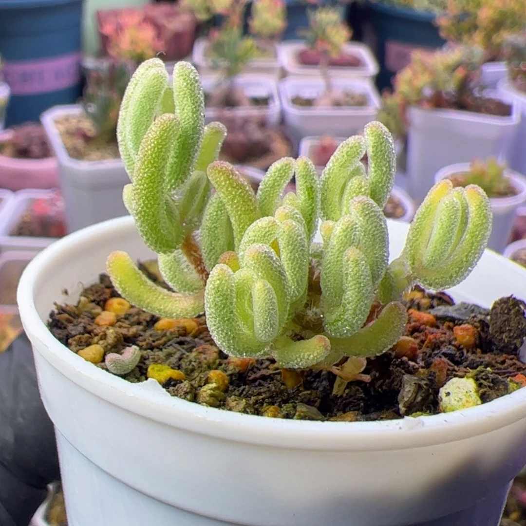 *****多肉植物枝干橙叶白锦