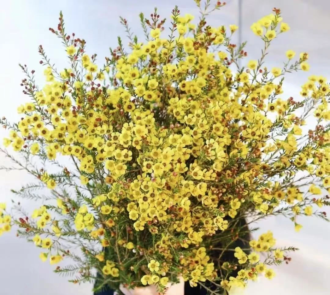 黄色腊梅一扎--收到花第一时间醒花（实物以直播间为准）