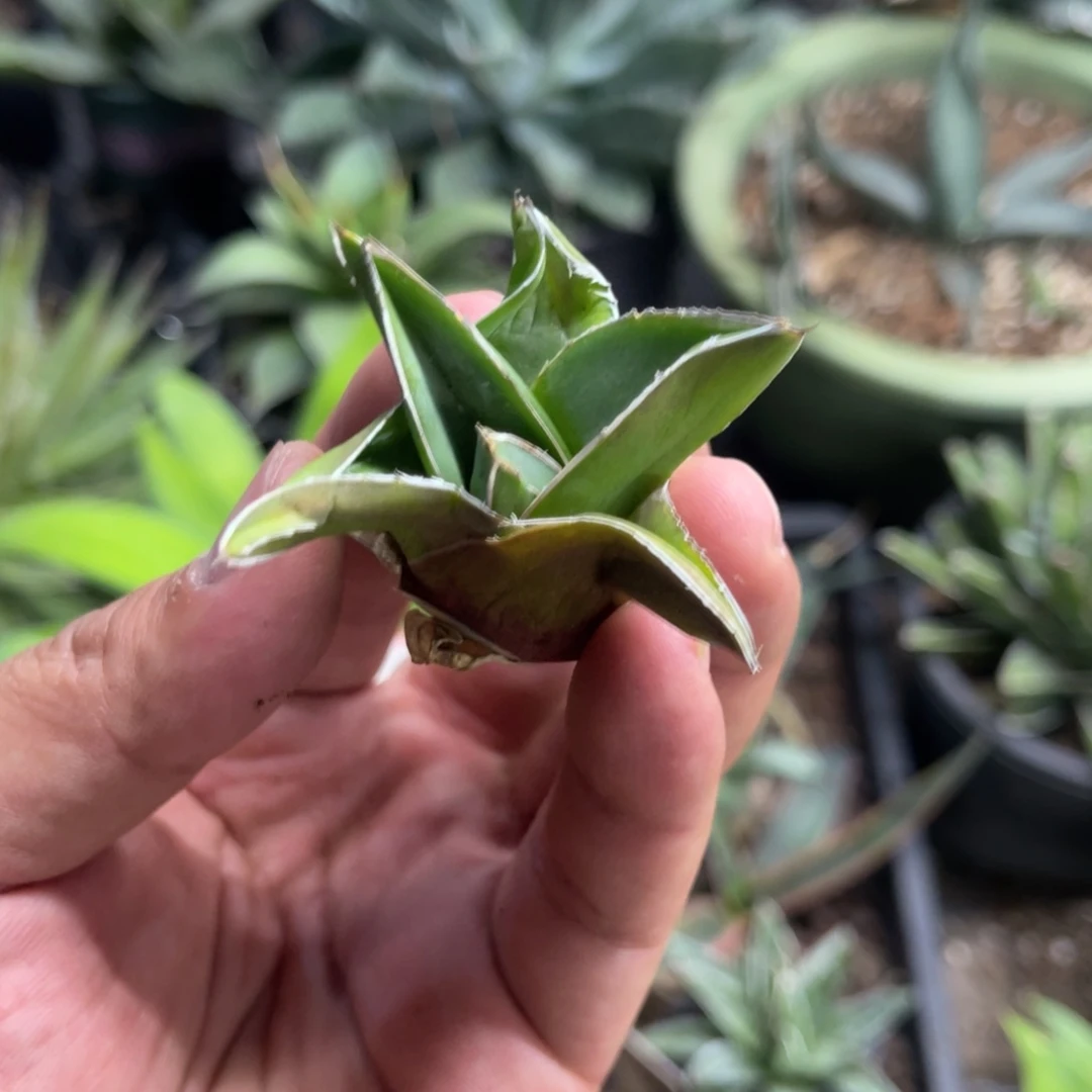 桃太郎龙舌兰系列