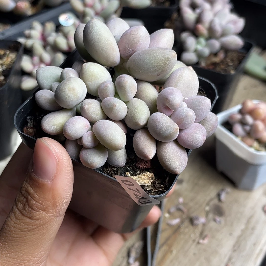 贵妃奶酪多肉植物