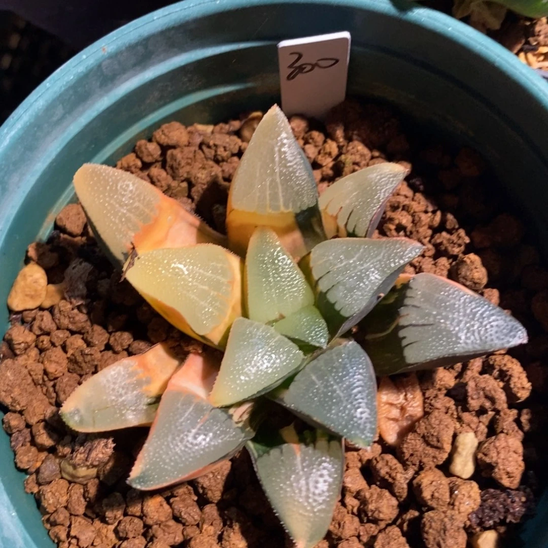 一颗实生大克锦