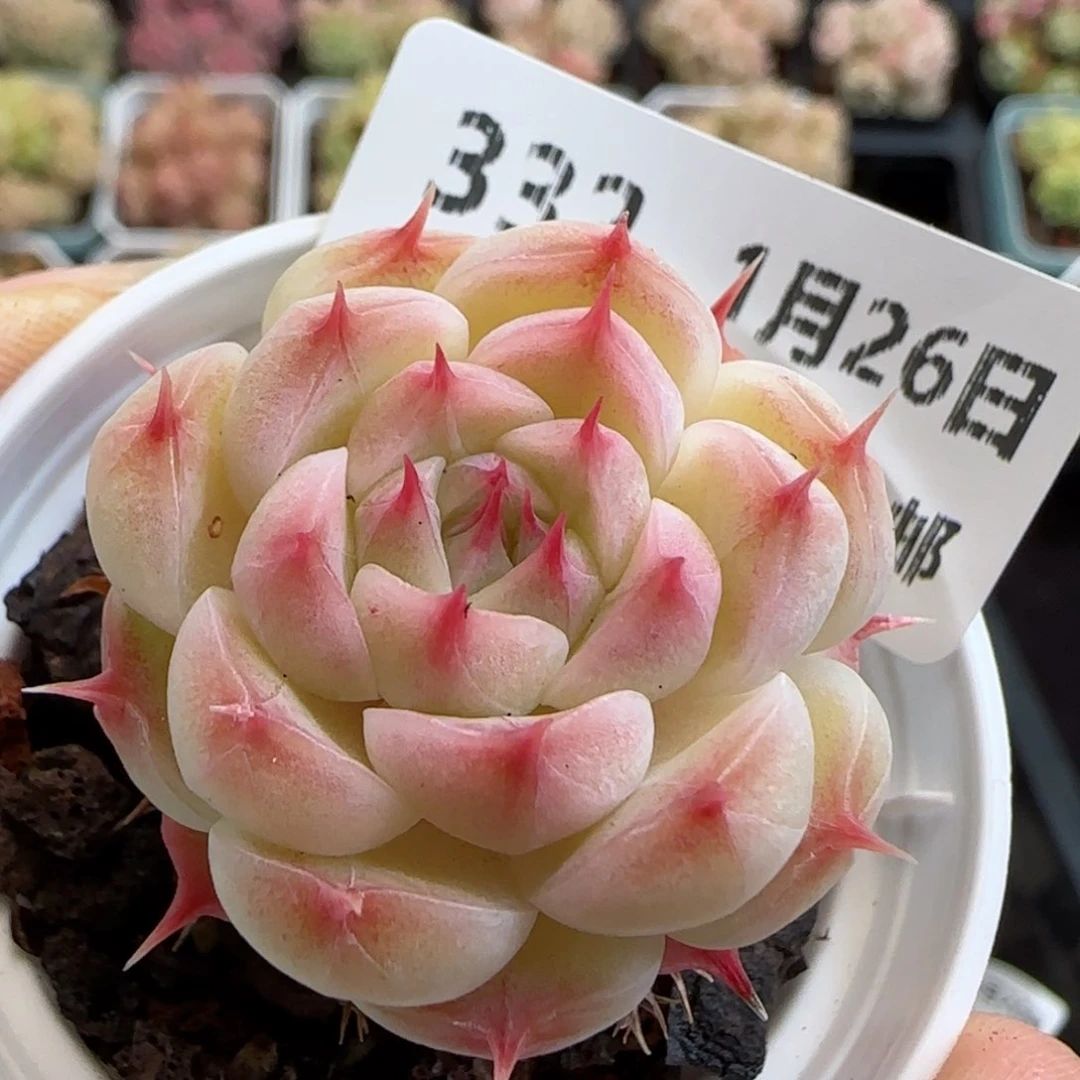 花语逸镜0126-332海王