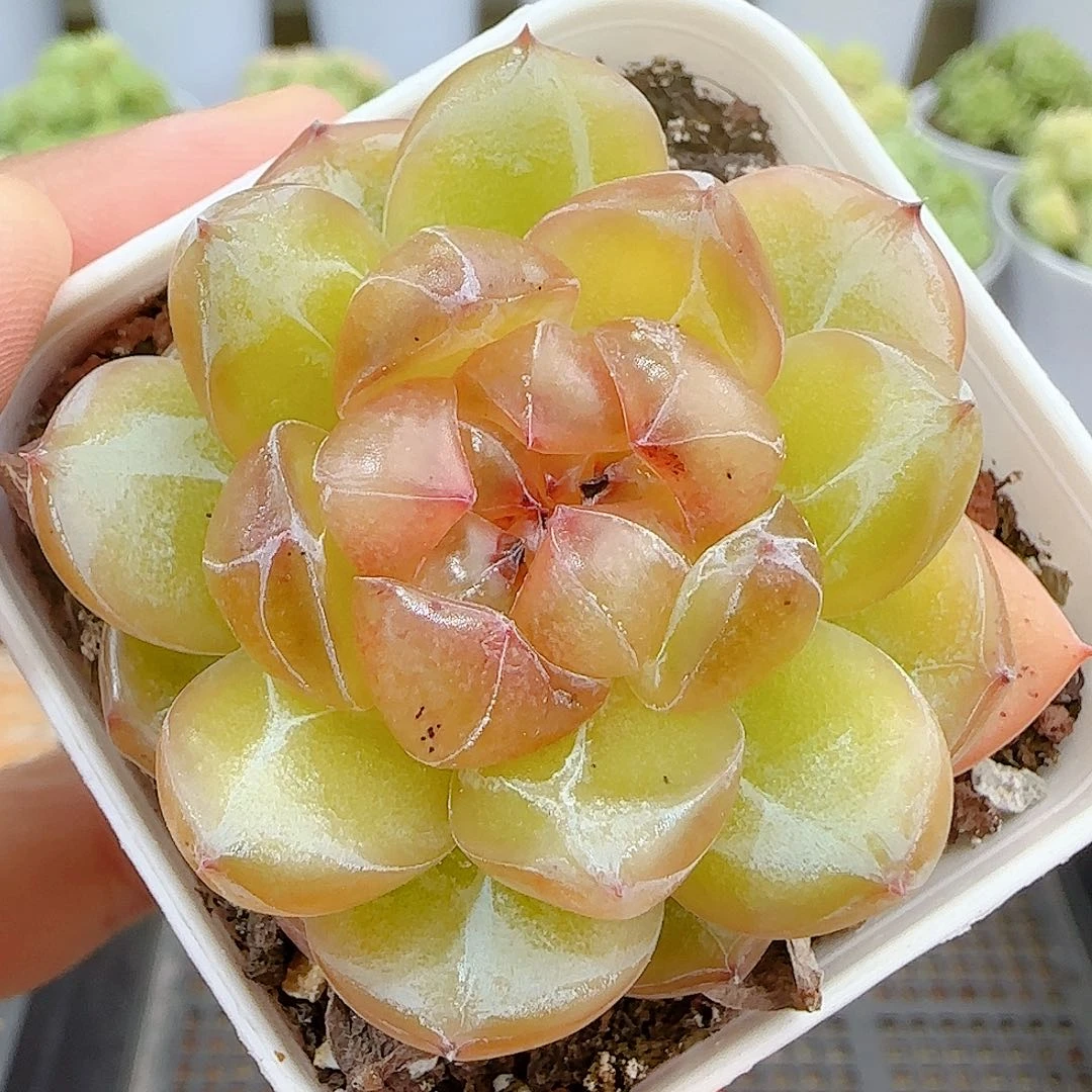 【闪购商品】0926-24珍妮心糖心