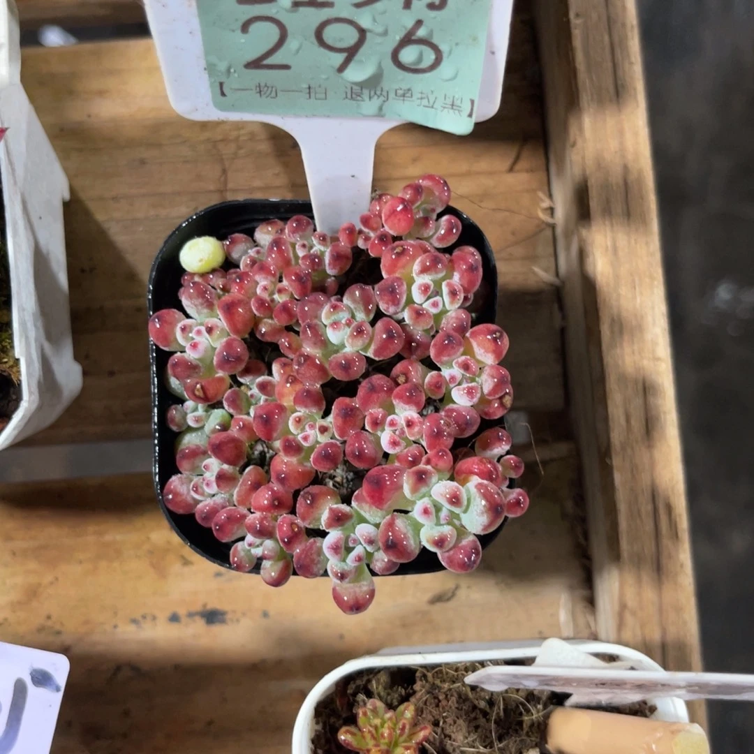 G***i云尘多肉一物一拍296
