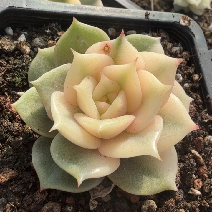 湖腹轮锦一颗的锦腹轮锦