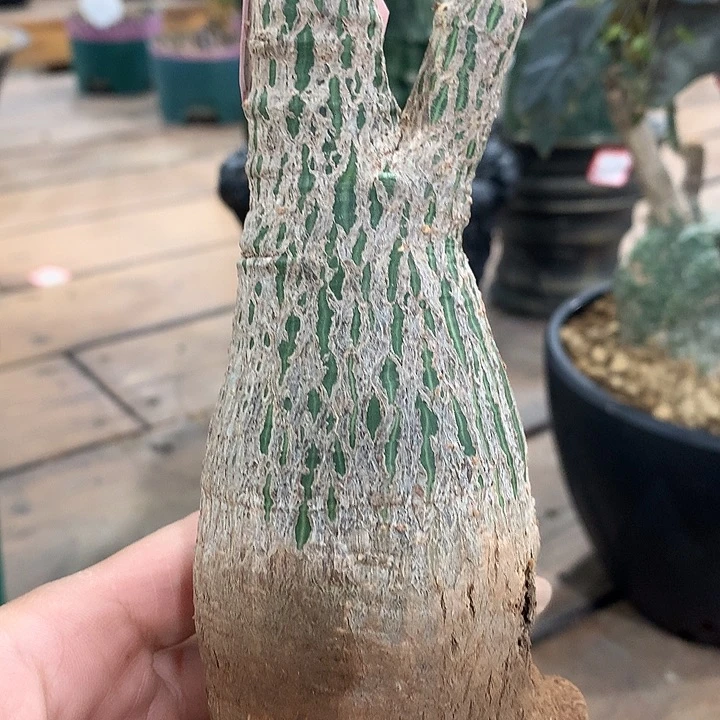 11龟甲木棉哈哈哈哈哈