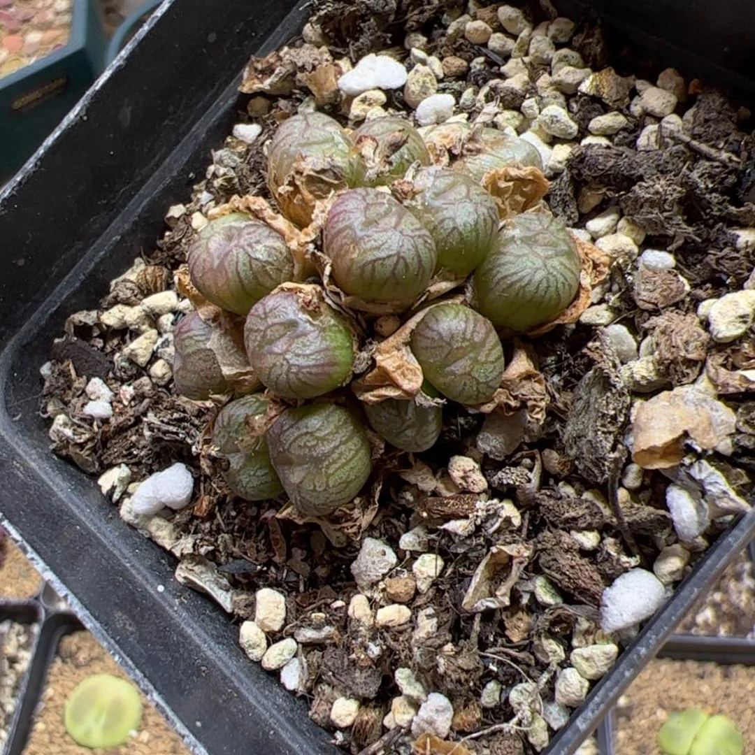 【闪购商品】128 送奶杂