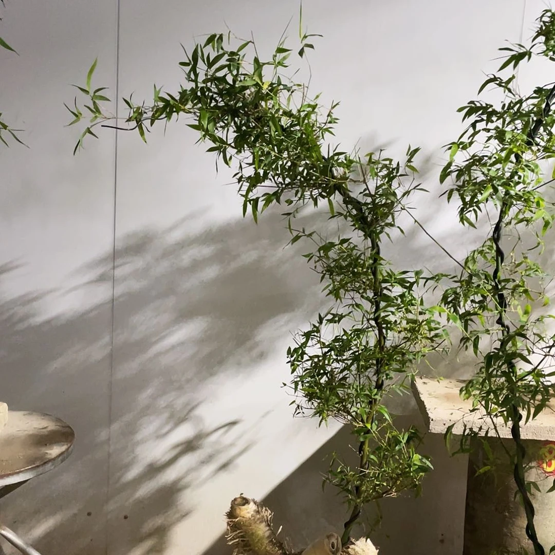 杜*伟小叶簕竹熟桩陶瓷盆一物一拍