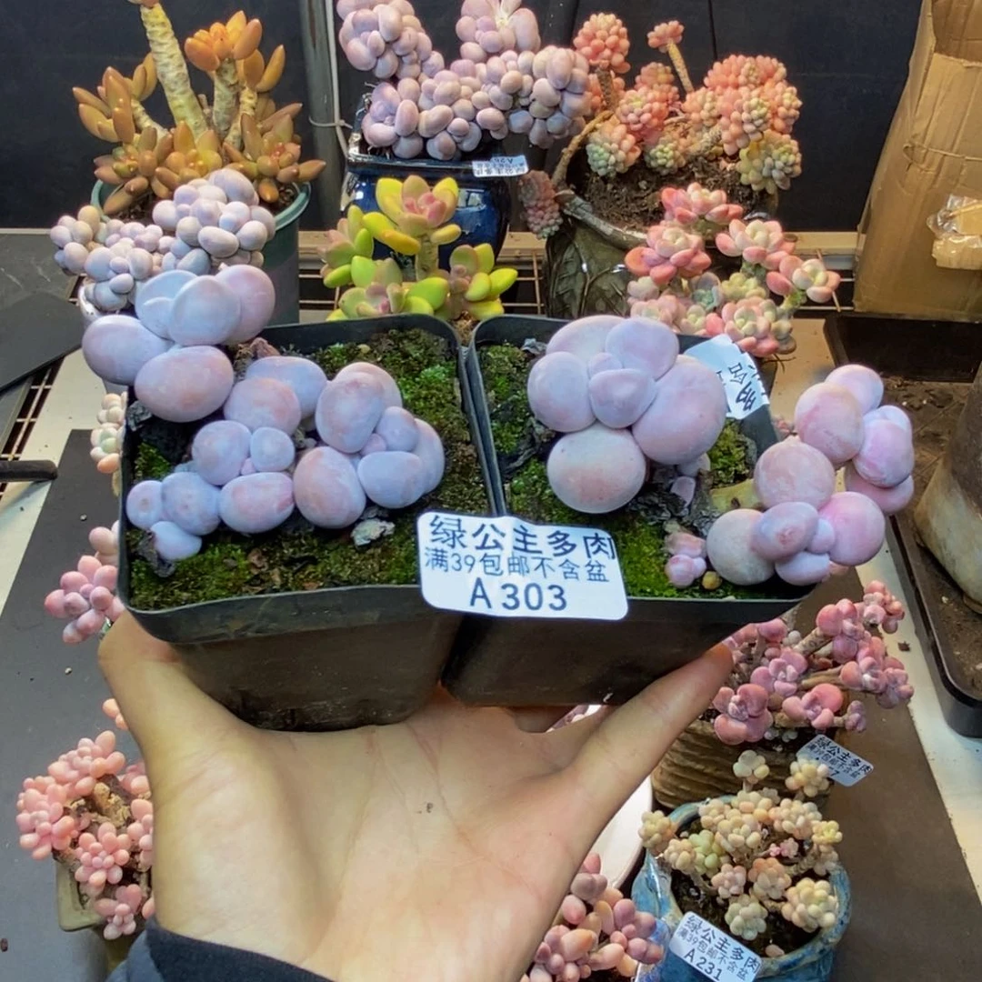 303芭比奶多肉两颗