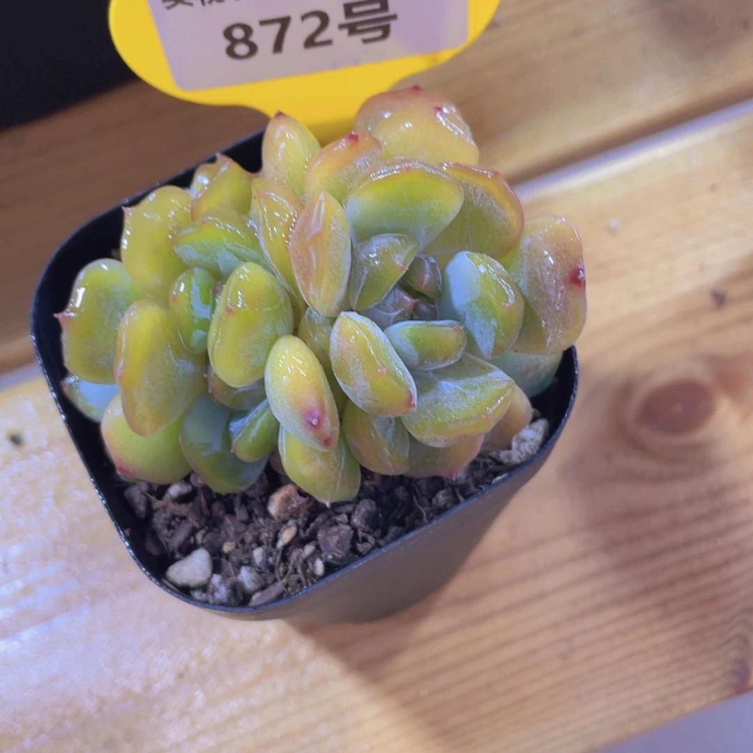 872号 红色恋人朵朵缀