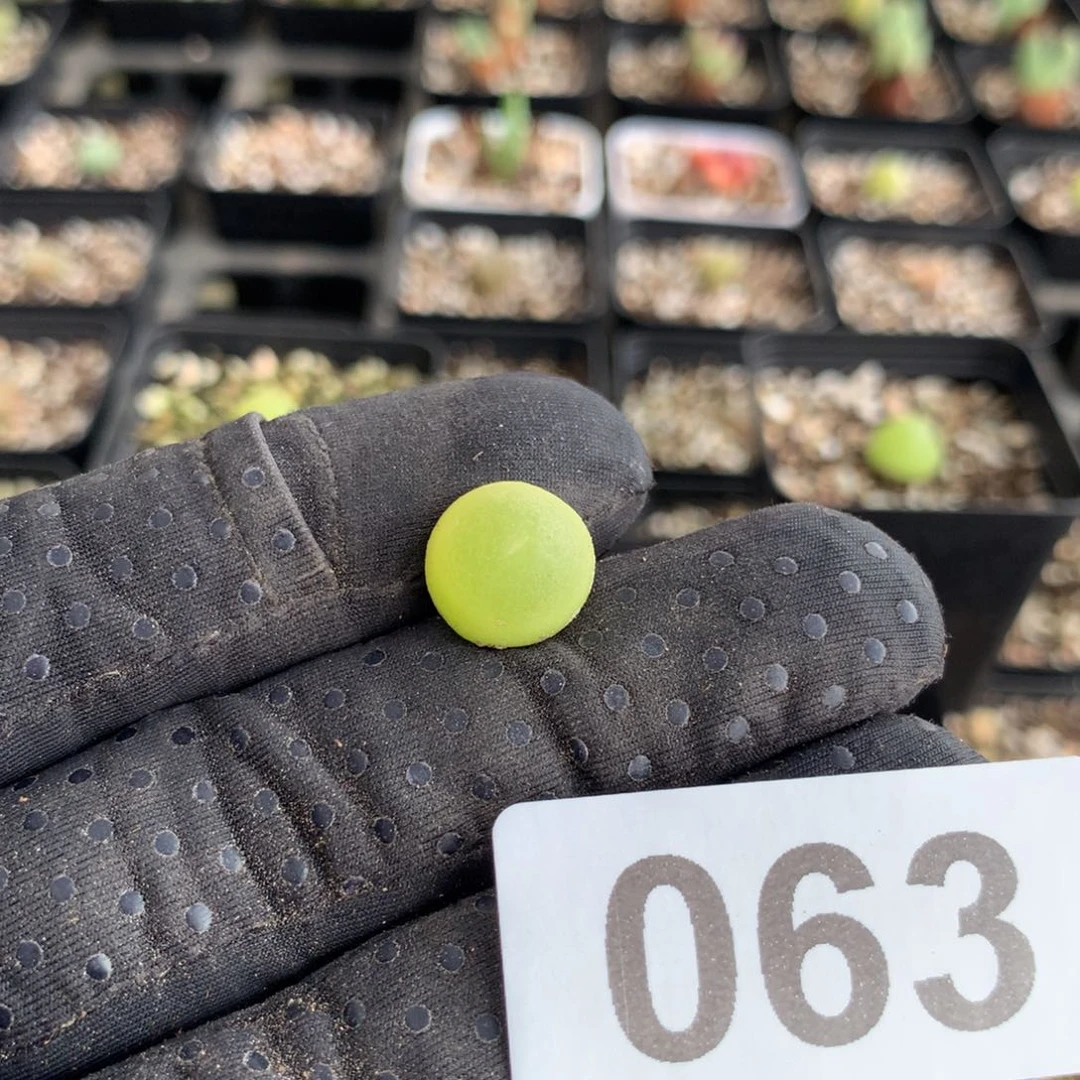 葱*蒜063大葫芦一颗ts62