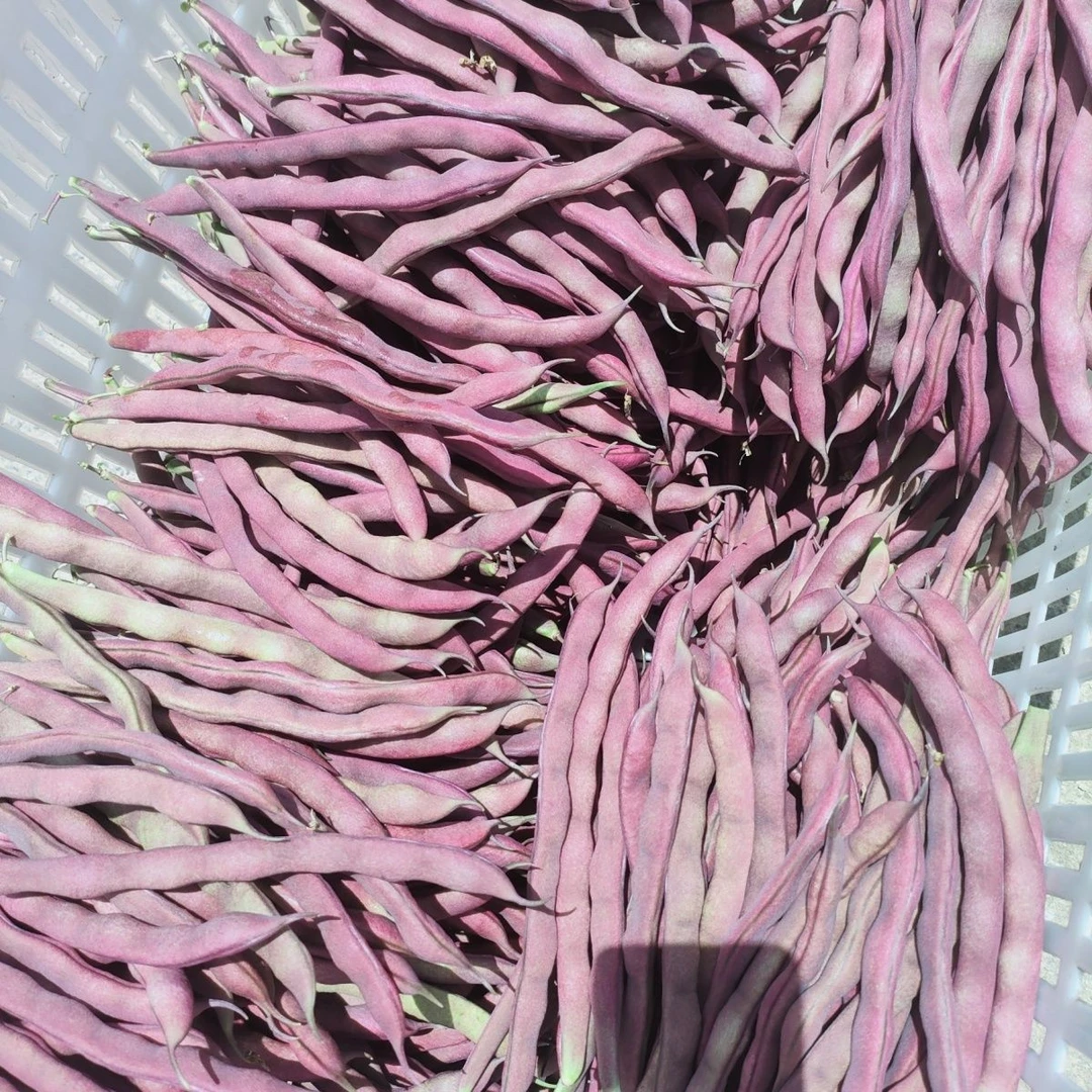 【紫袍豆角蔬菜】云南特产紫豆角油豆肉豆面豆四季豆小金豆紫豆角