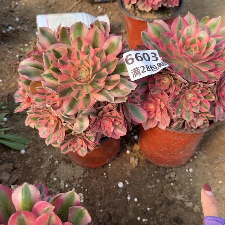 翠***花6603三号棚两个女巫A