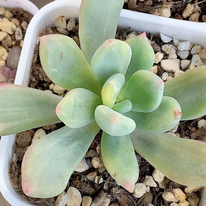 青星美人锦一物一拍，