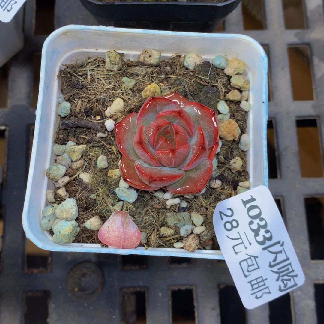 7厘米盆精控多肉1033