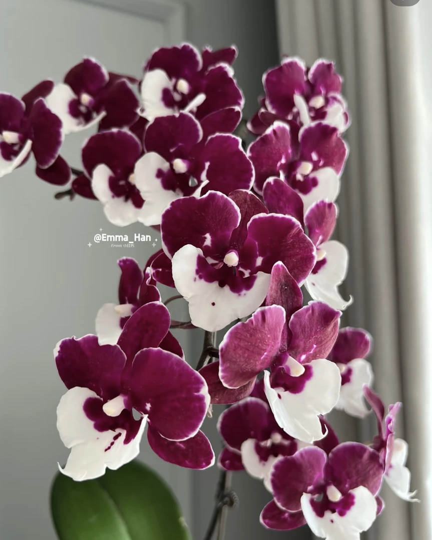 【花间集】圣诞老人蝴蝶兰3.0寸杯不带剑苗子根可以