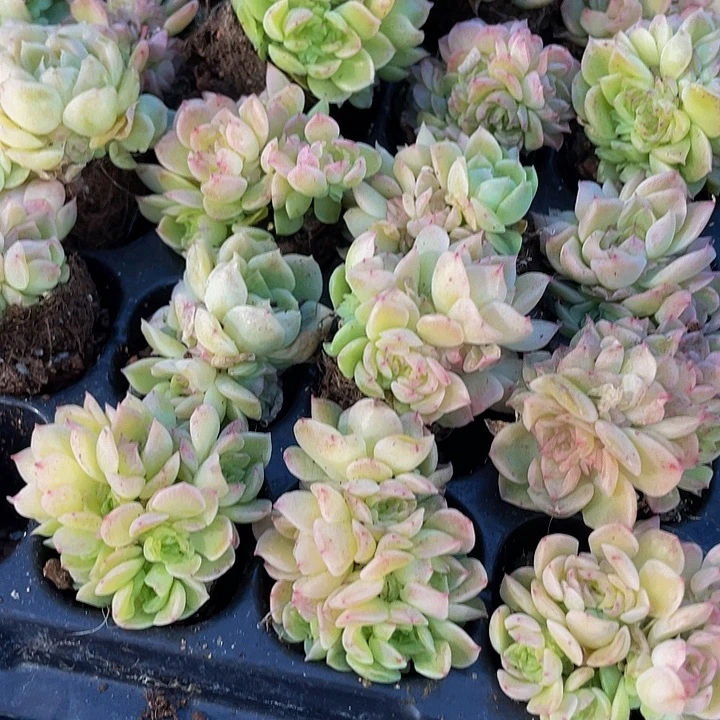 小爱杜丽尔1元带土