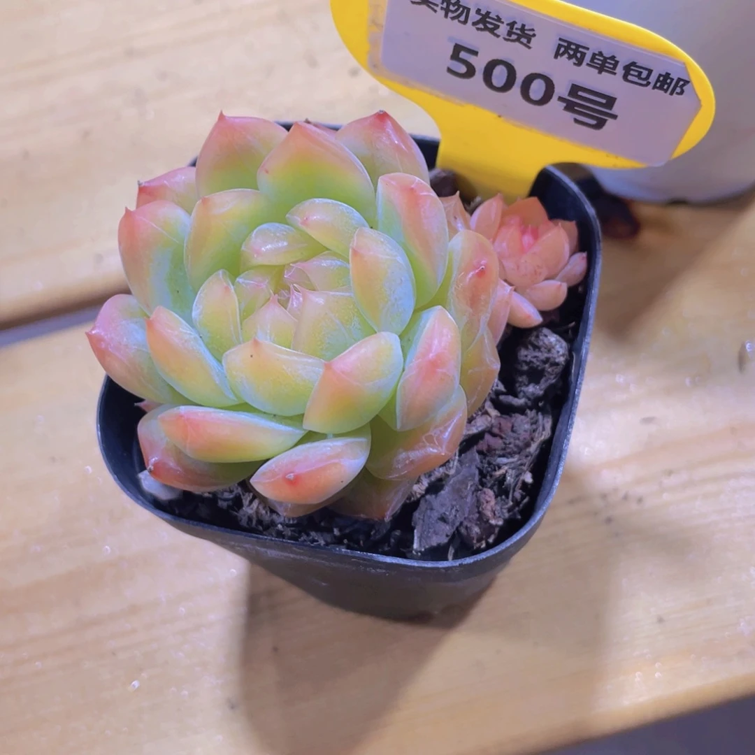 500号 橘透珍妮新品