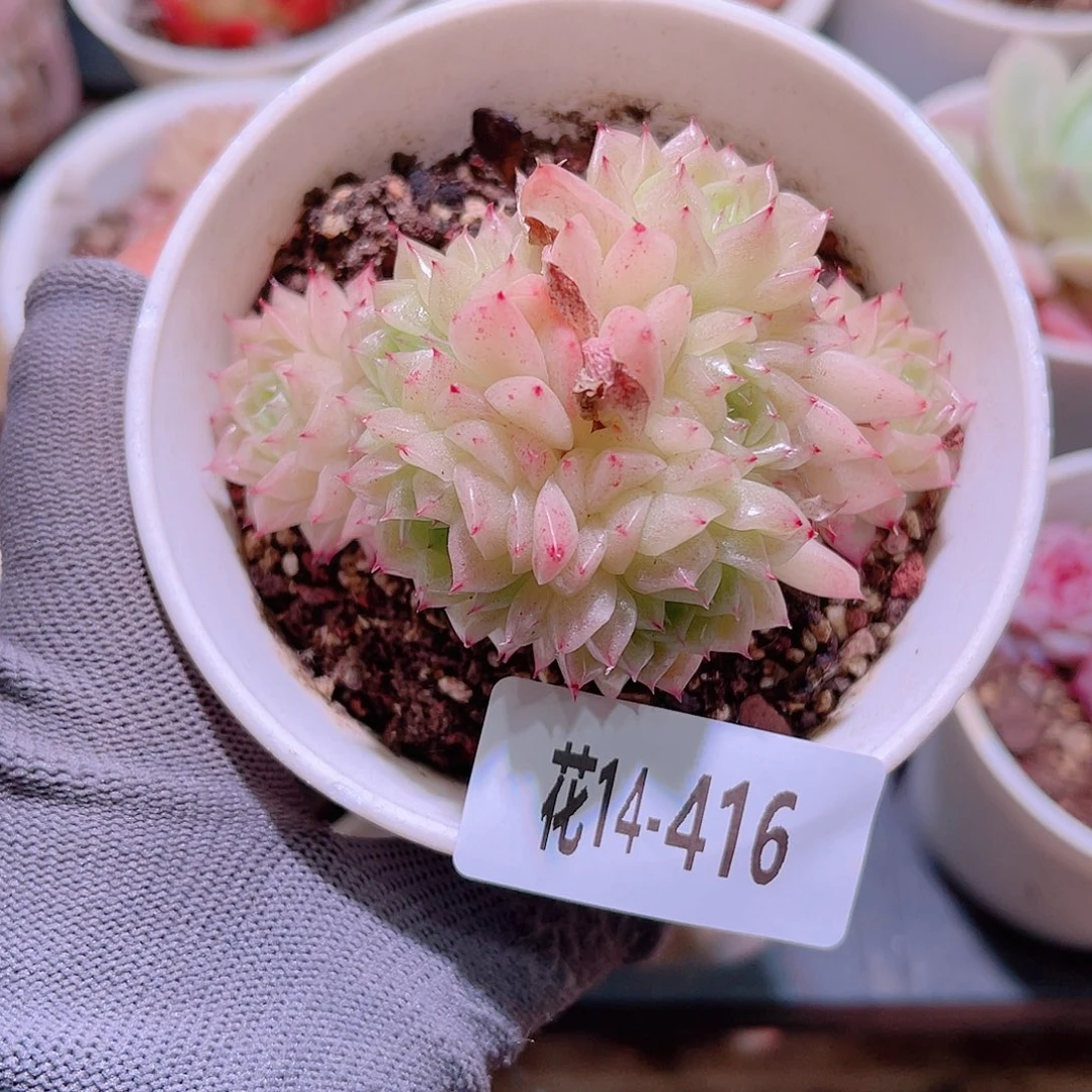 花14-416麦秆群生