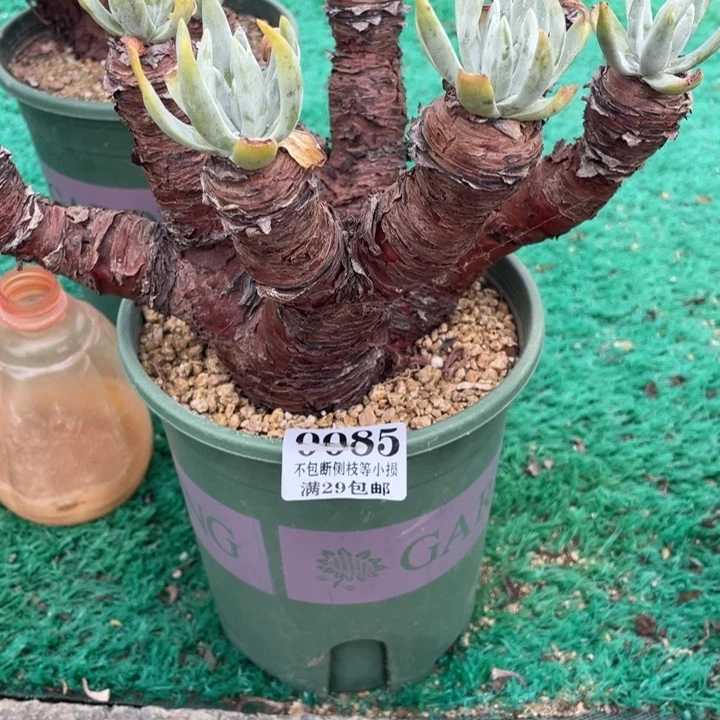 85号雪花多肉植物