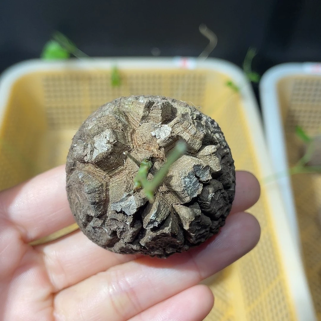 南非龟甲龙直接发货