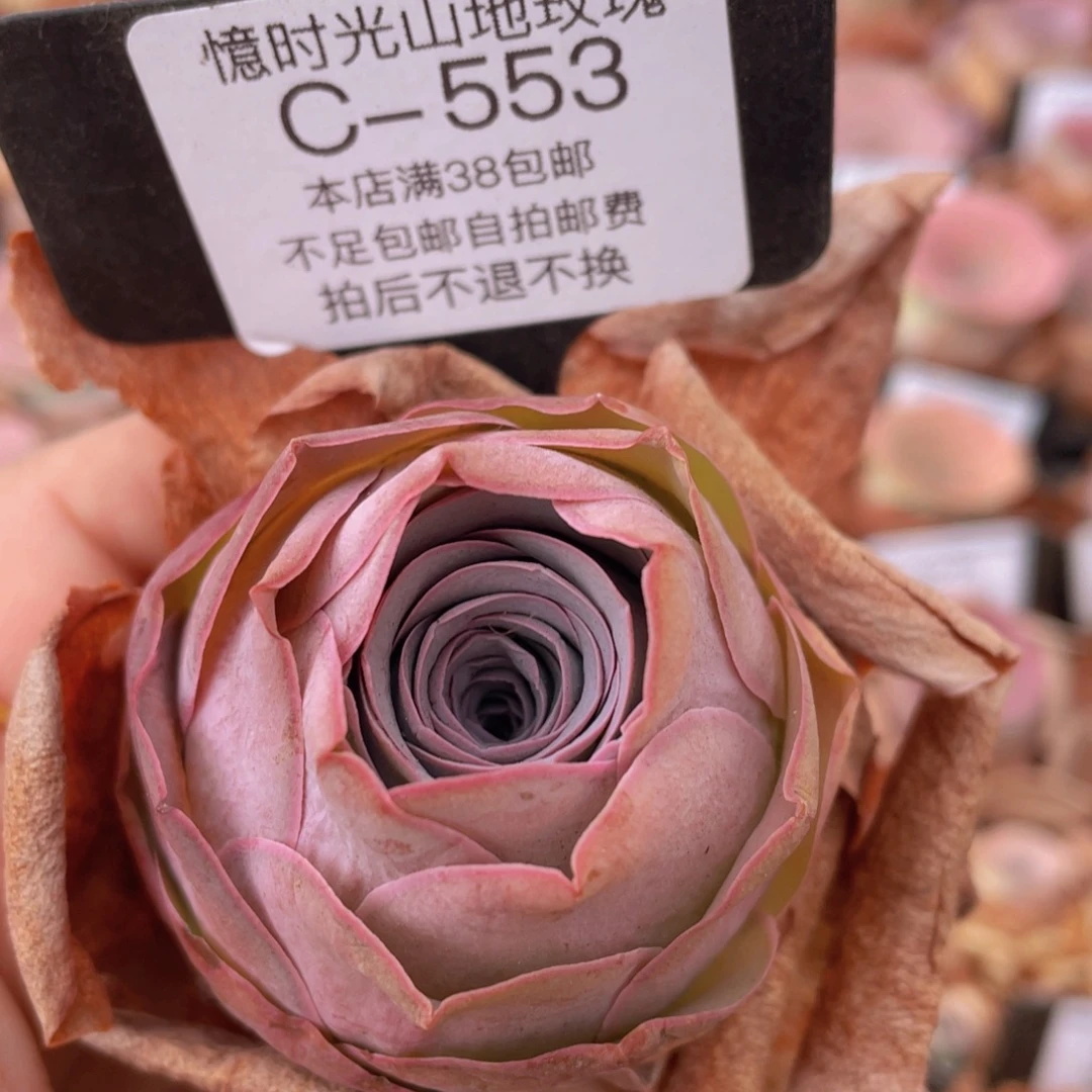 山地玫瑰C553裸根发货断枝不包损不售后