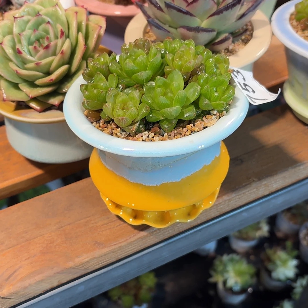 山***8草玉露多肉带盆发货753