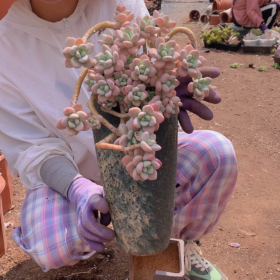 红洛神15.8 多肉植物